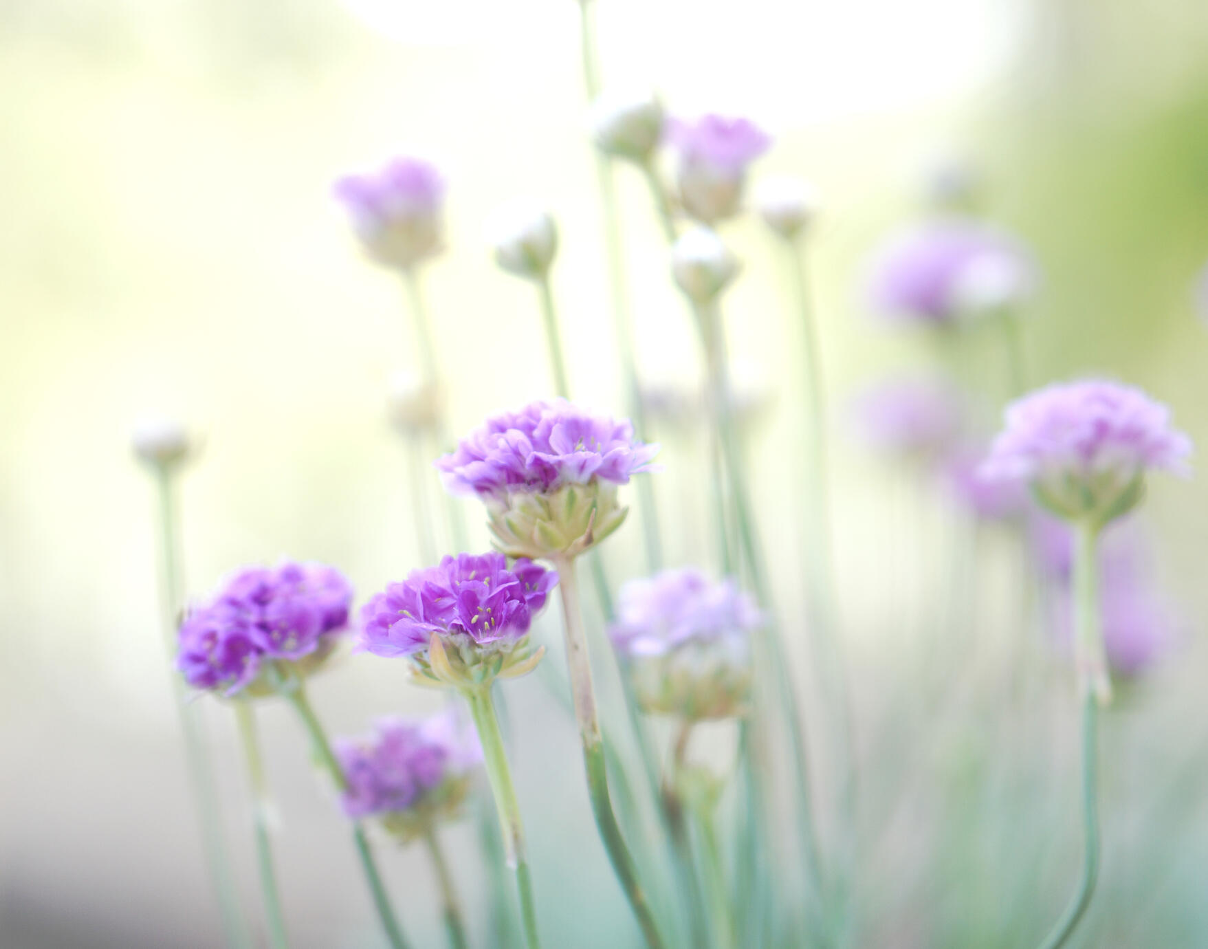 The Floral &amp; Botanical Collection