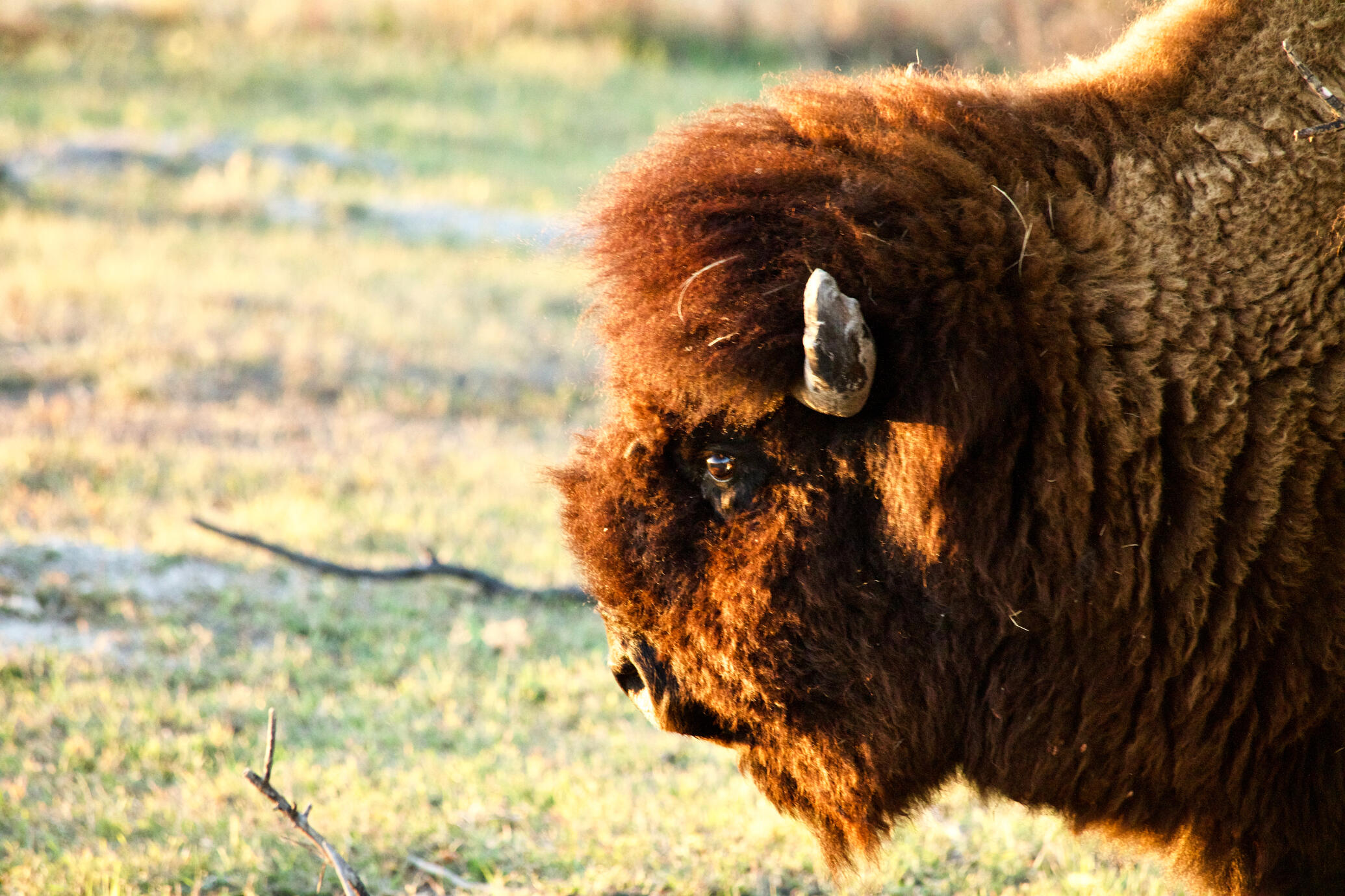 The Wild &amp; Free Collection